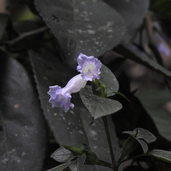 Strobilanthes gracilis