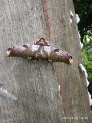 Saturnia zuleika