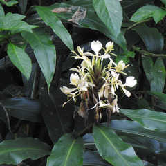 Hedychium flavescens