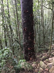 Agathis atropurpurea