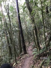 Agathis atropurpurea