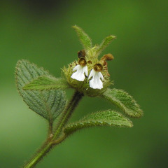 Leucas ciliata