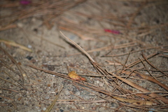 Nyctophila reichii