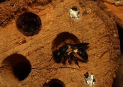 Megachile disjuncta