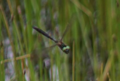 Somatochlora alpestris