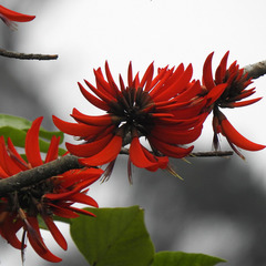 Erythrina variegata