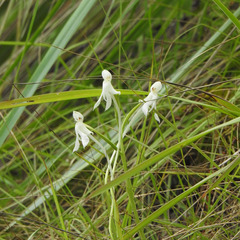 Habenaria longicornu