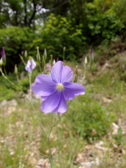 Linum alpinum