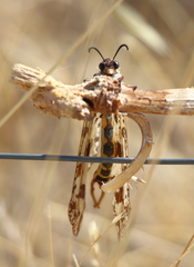 Palpares hispanus