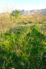 Asparagus exuvialis