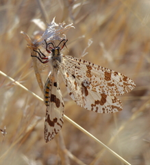 Palpares hispanus