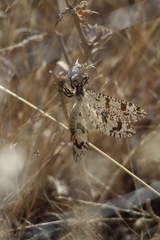 Palpares hispanus