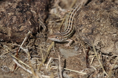 Psammodromus occidentalis