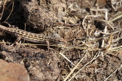 Psammodromus occidentalis