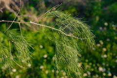 Asparagus exuvialis