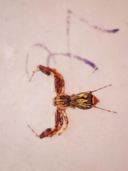 Brettus cingulatus