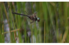 Somatochlora alpestris