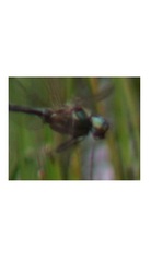 Somatochlora alpestris