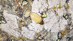 Lamprohiza mulsantii