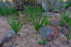 Albuca viscosa