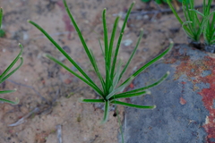 Albuca viscosa