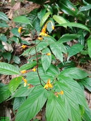 Globba pendula