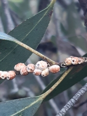 Eriococcus