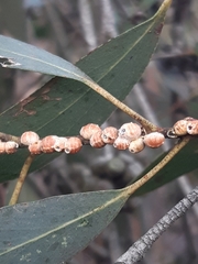 Eriococcus