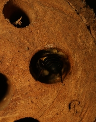 Megachile disjuncta
