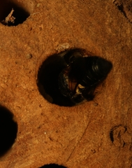 Megachile disjuncta