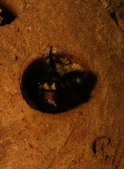 Megachile disjuncta