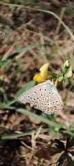 Polyommatus