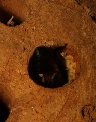 Megachile disjuncta