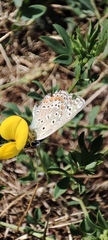 Polyommatus