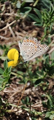Polyommatus