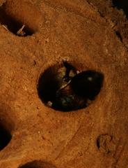 Megachile disjuncta