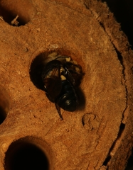 Megachile disjuncta