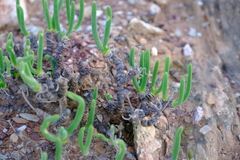 Monilaria moniliformis