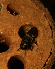 Megachile disjuncta
