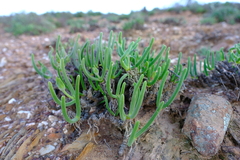 Monilaria moniliformis