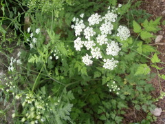 Chaerophyllum hirsutum