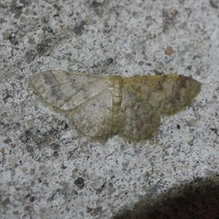 Idaea elaphrodes