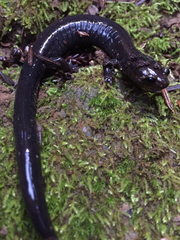 Plethodon elongatus