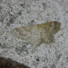 Idaea elaphrodes