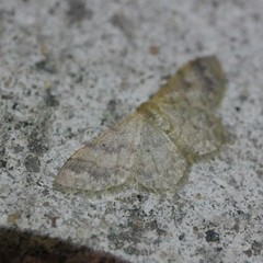 Idaea elaphrodes