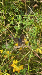 Cyaniris semiargus
