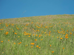 Eschscholzia californica californica