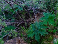 Pelargonium articulatum