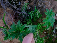Pelargonium articulatum