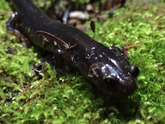 Plethodon elongatus